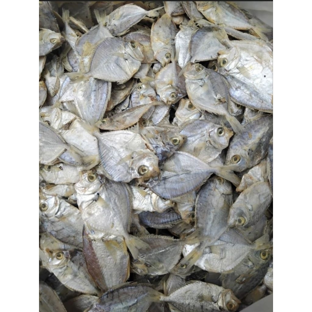 Ikan Asin Dodok Besar Kering