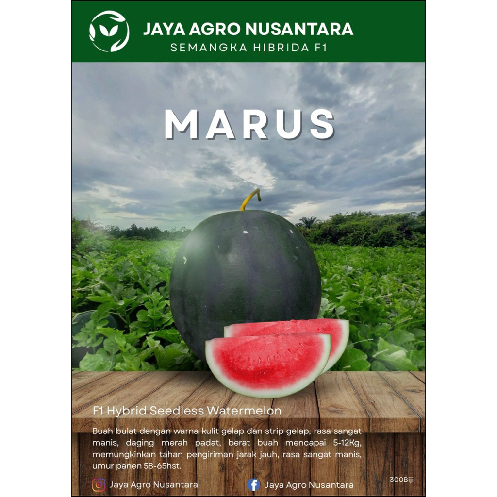 Marus | Benih Semangka Bulat - Non Biji | Kulit Gelap