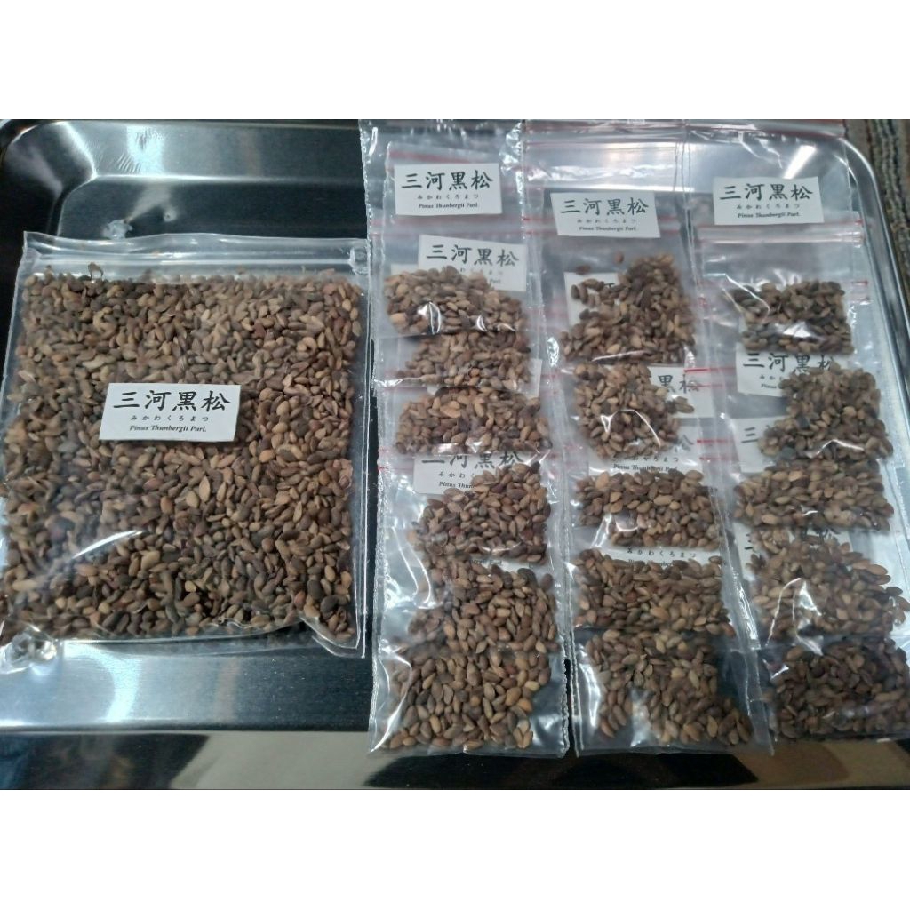 Biji Japanese Black PIne Mikawa