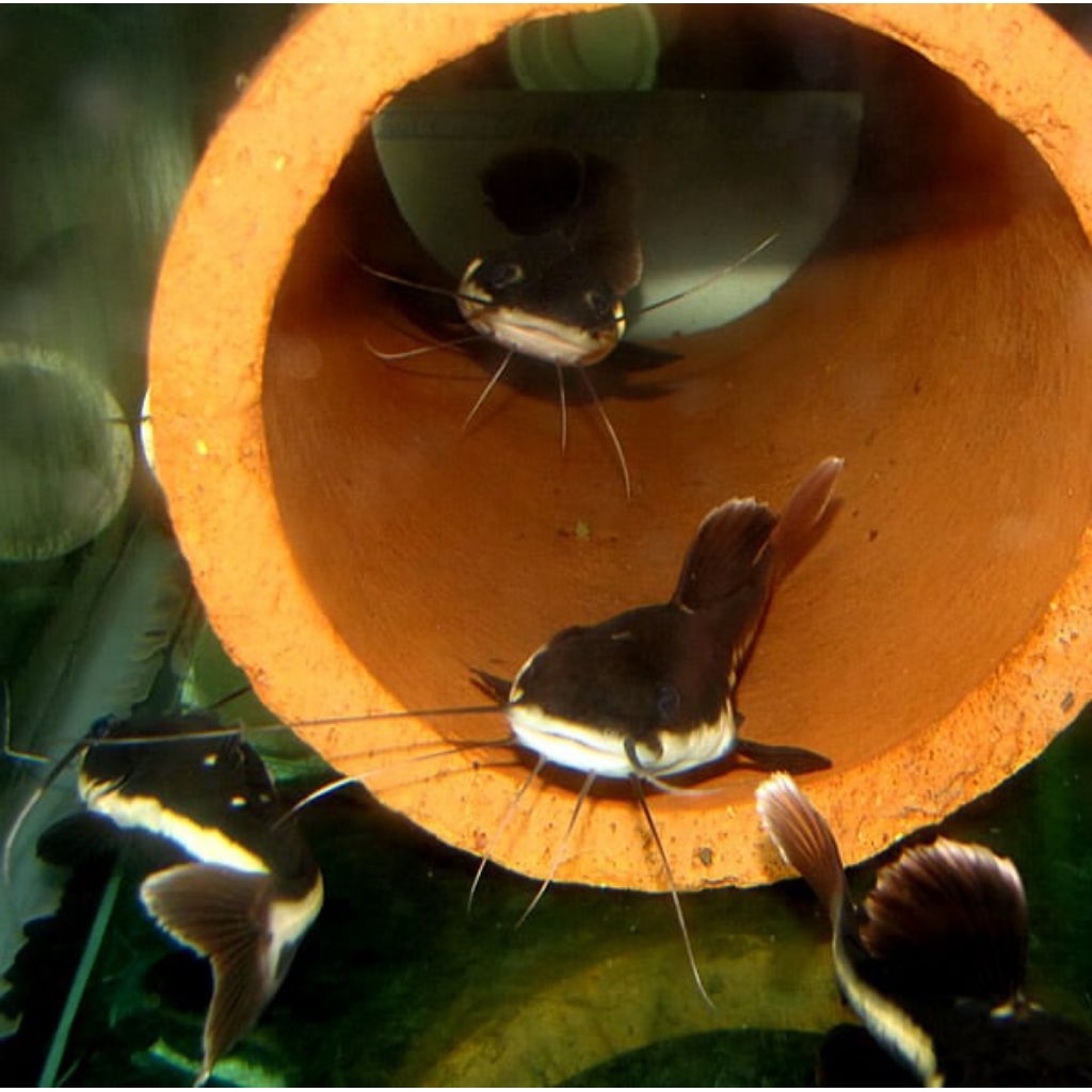 stiker RTC red tail catfish