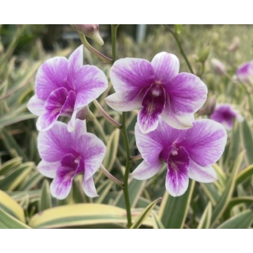 Anggrek dendrobium Yaya variegata