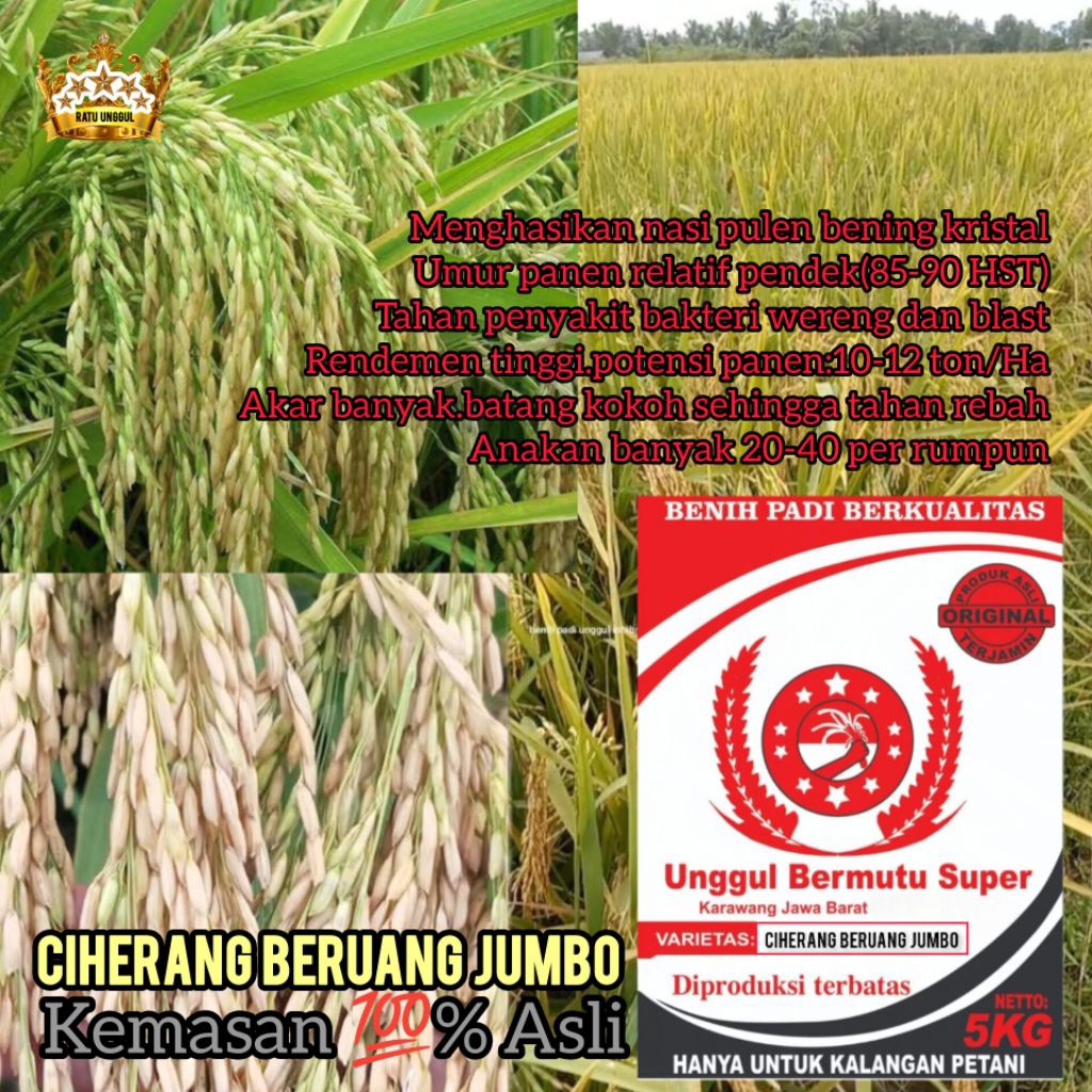 Bibit Padi Ciherang Beruang Jumbo Super 5Kg Umur Genjah Nasi Pulen