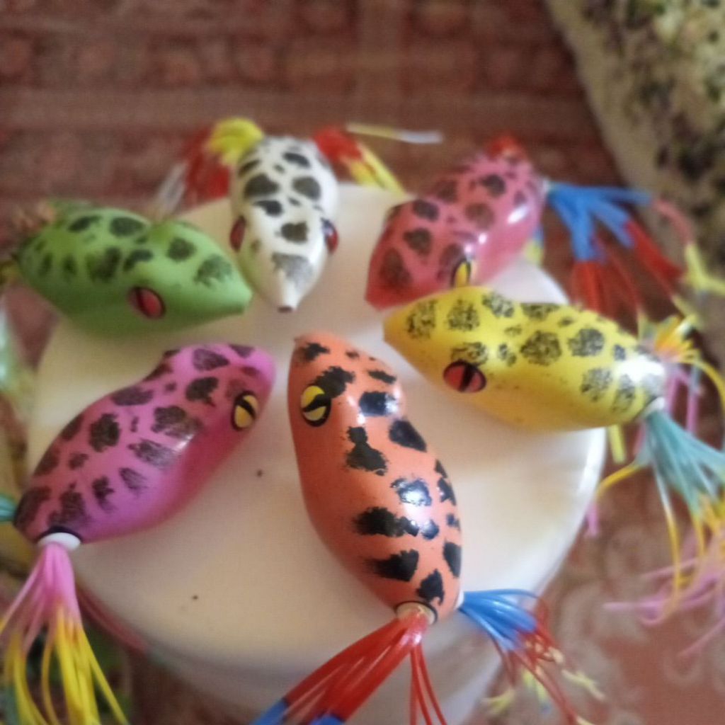 cangkang Soft frog skrit