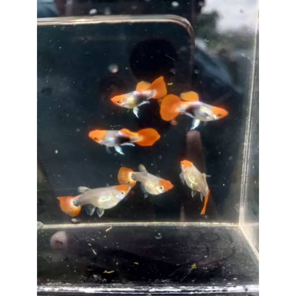 STICKER GUPPY TUXEDO KOI SHORT BODY