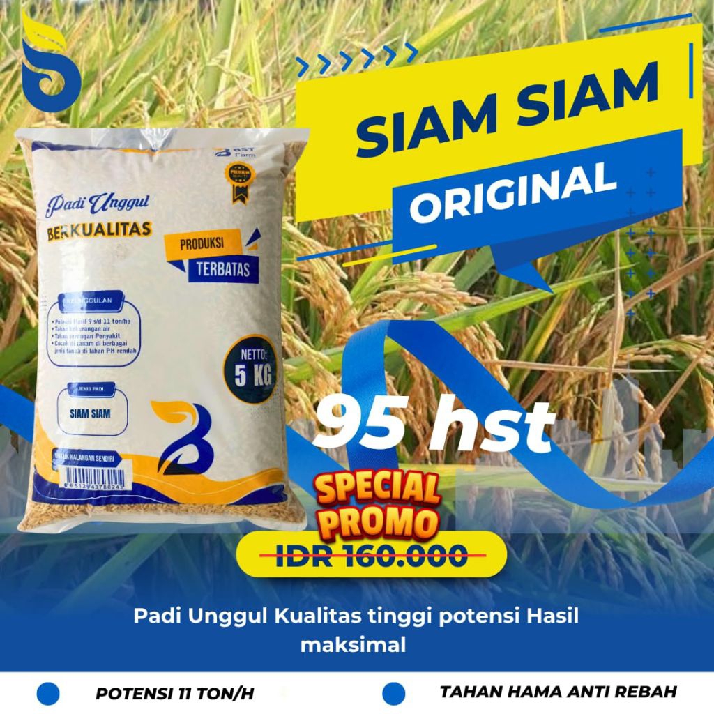 Benih padi unggul Siam Siam kemasan 5kg