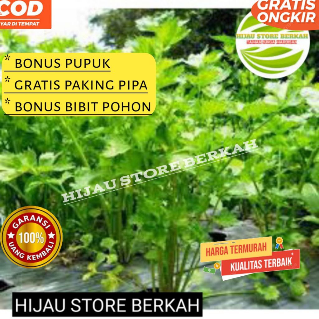 Bibit daun seledri  | daun sop