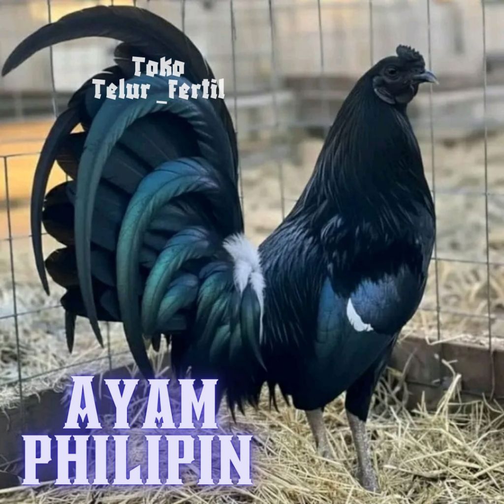 TELUR AYAM PHILIPIN ASLI SWEATER UNTUK DITETASKAN