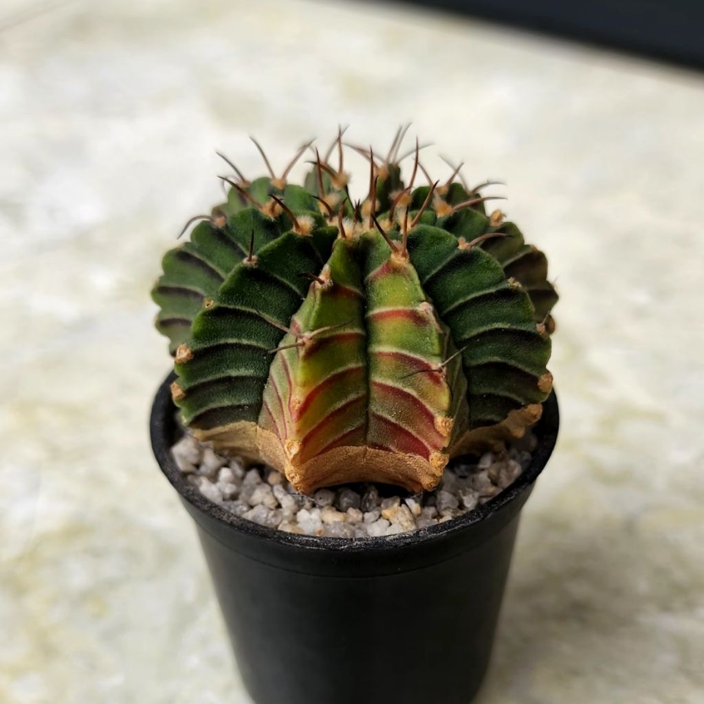 Kaktus LB Hybrid Variegata