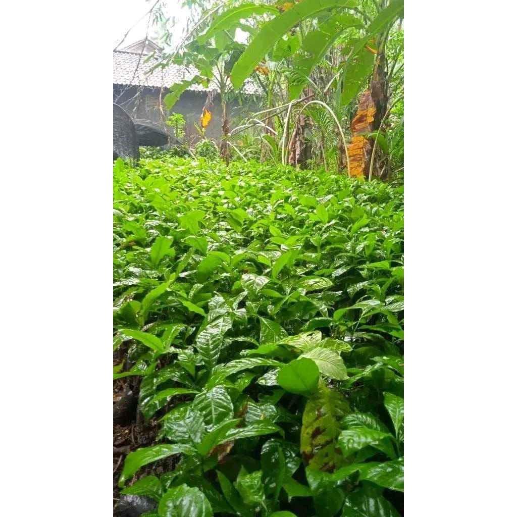 bibit kopi robusta klon bagio paket 100 batang