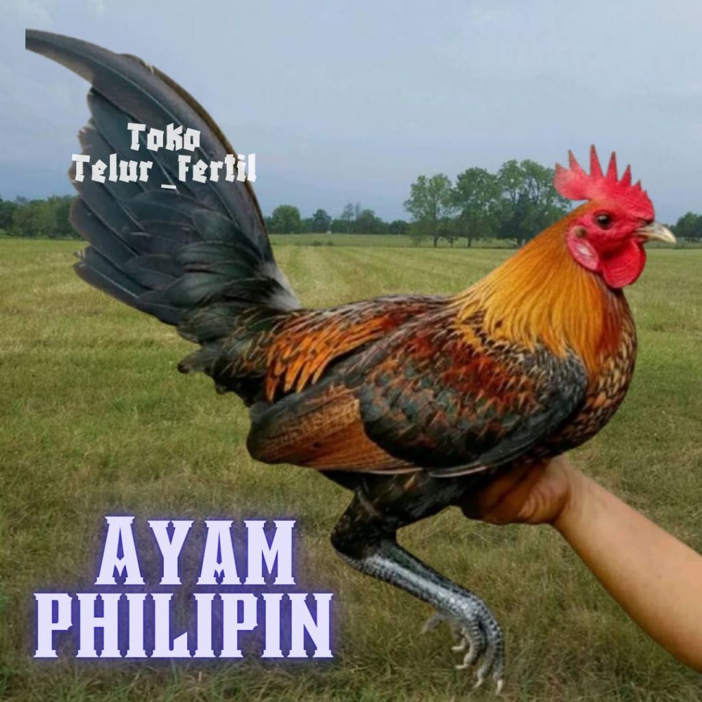 TELUR AYAM PHILIPIN ASLI  SWEATER UNTUK DITETASKAN