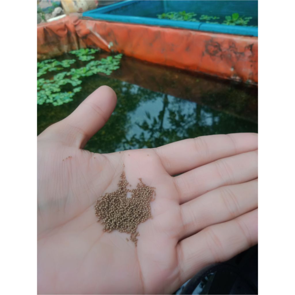Pakan Ikan Hias Dan Pelet Benih Lele Gurame Nila