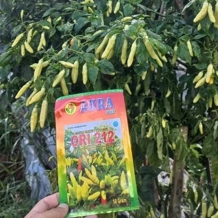 Benih Bibit Cabe ORI 212 10g Cap Aura Seed Produk Asli Cabe Rawit Setan