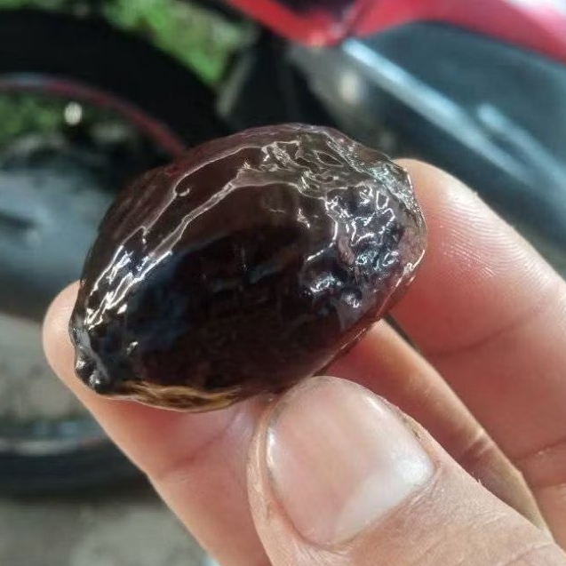 Muncang Kemiri Aduan JAYANTI BIG SIZE