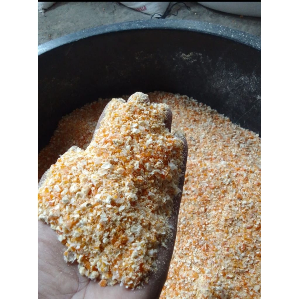 jagung giling pakan ternak