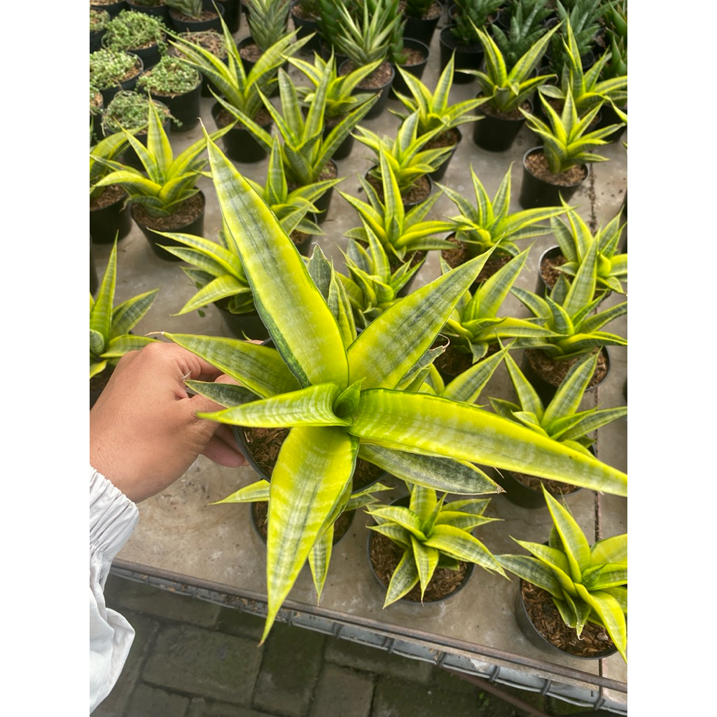 Sansivera gracilimi variegata - tanaman hias sansivera koleksi  - tanaman murah