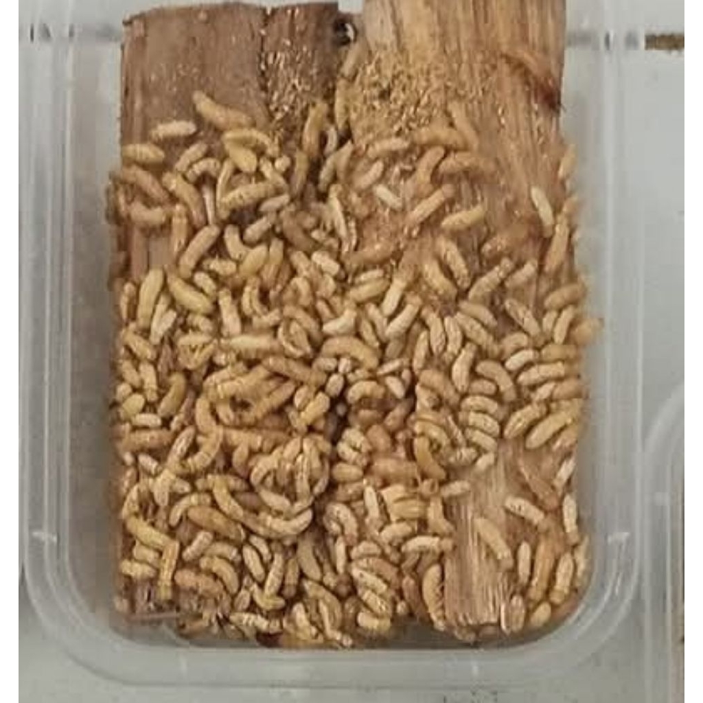 PUA,POA,Bajra,Laron,silaru,umpannilem