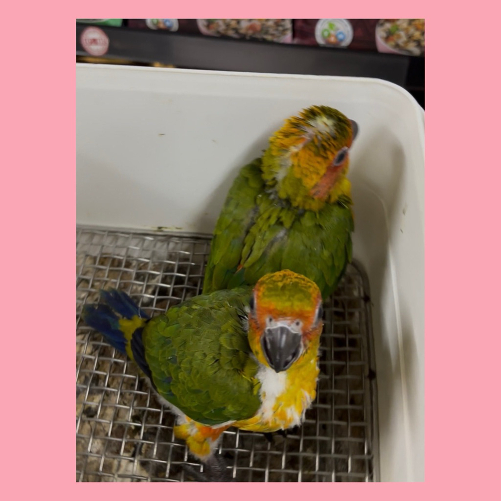 Burung Sun Conure Parrot