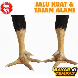 Jalu Sambung Ayam Asli Taji Ayam Sambung  jalu sambung ayam taji ayam jalu ayam jalu ayam aduan jalu