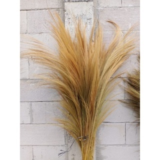 daun pampas kering natural daun kering daun dekorasi daun rayung