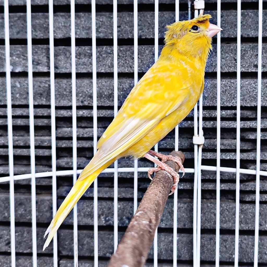 Kenari Jambul/Gloster Kuning Lemon - Betina (Only Instant Delivery)