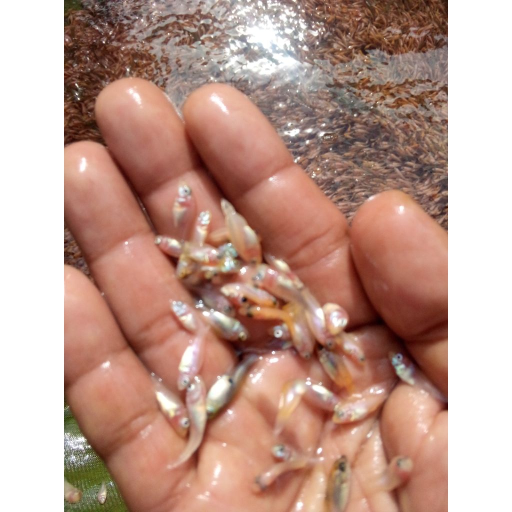 bibit ikan nila merah Bangkok super isi 150 ukuran 2 cm terbaik.