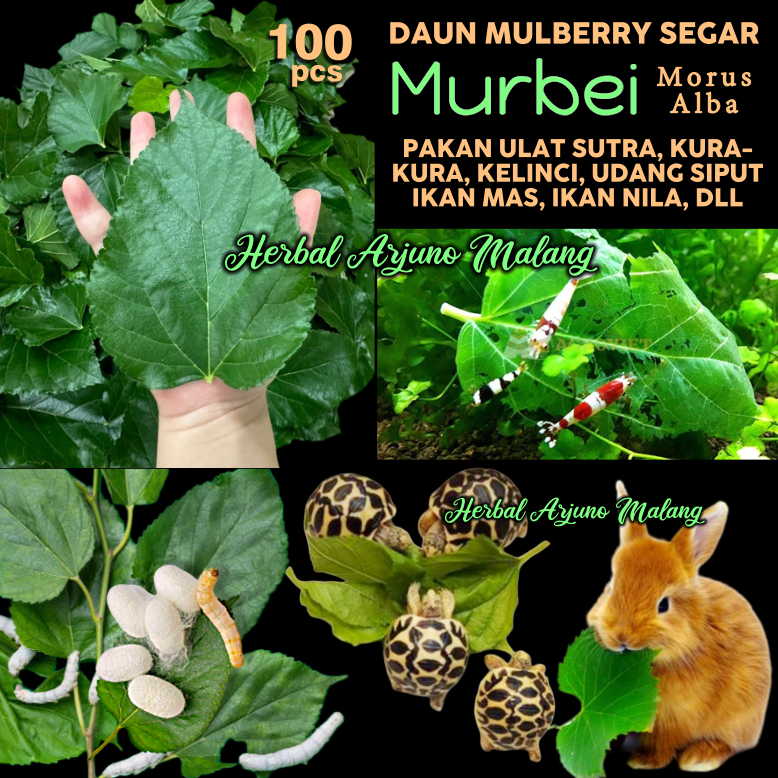 Murbei Mulberry Daun Segar Pakan Makanan Kelinci Kura-kura Ulat Sutra Udang Hias Siput Ikan Mas Nila