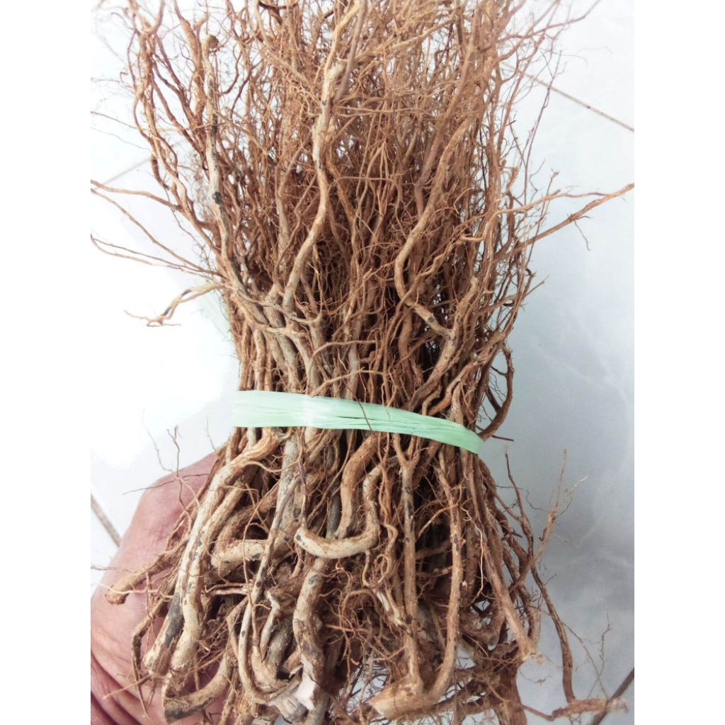 Akar Senggani  Aquascape Hardscape dan Dekorasi Bonsai, Kering Siap Pakai