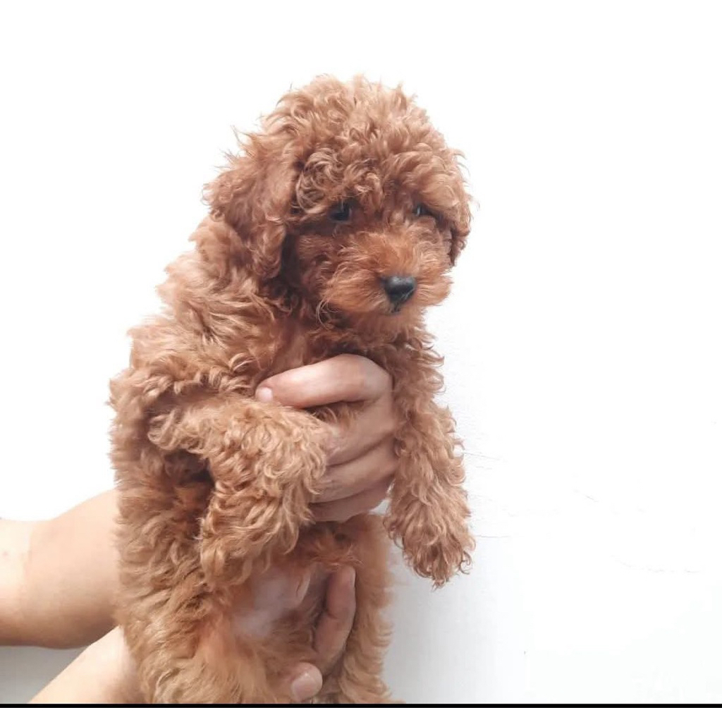 Anak Anjing Pudel / Puppy Poodle