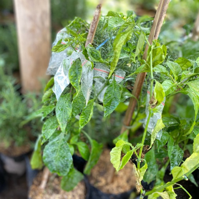 pohon bibit cabai carolina reaper - cabai carolina pedas