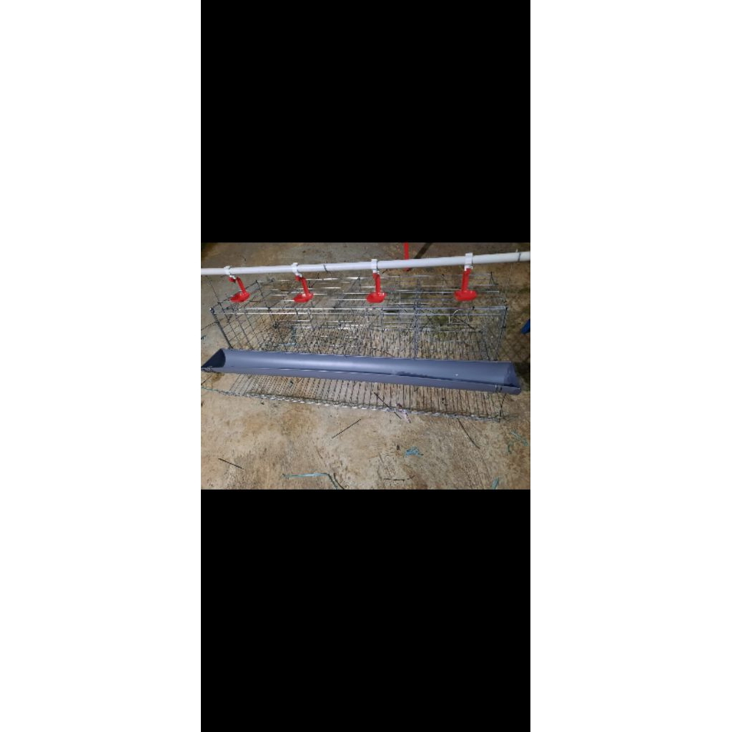 kandang batre ayam petelur