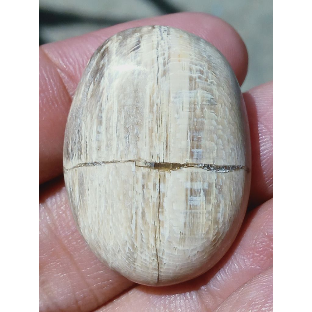 Batu Fosill Kelor Putih Tapak Jalak Antik