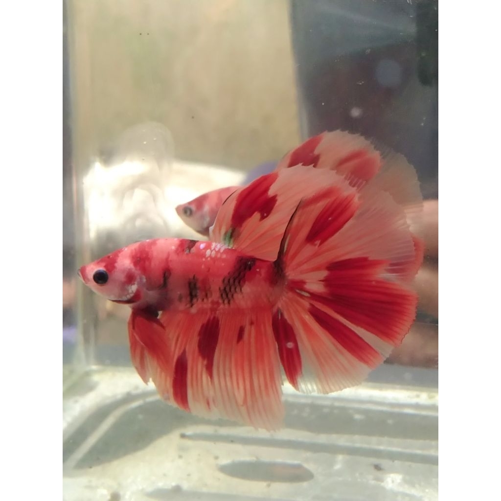 cupang HM Nemo size-M