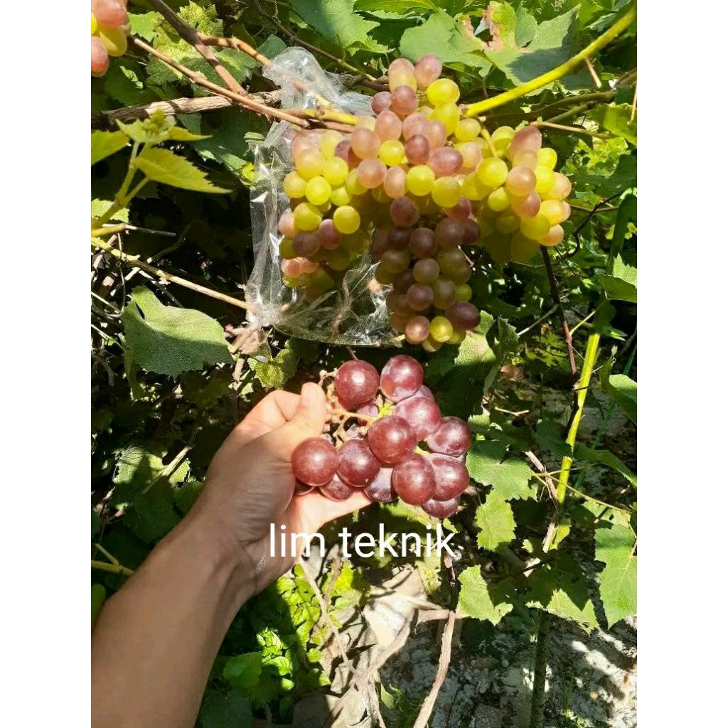 klem stek cutting batang tua anggur import berbagai vafian jupiter akademik julian transfigurasi boi