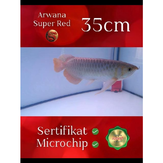 Ikan Arwana Super Red 35cm | Asli Kalimantan | Legalitas Berserti & Microchip | Siap Naik Kelas – Uk
