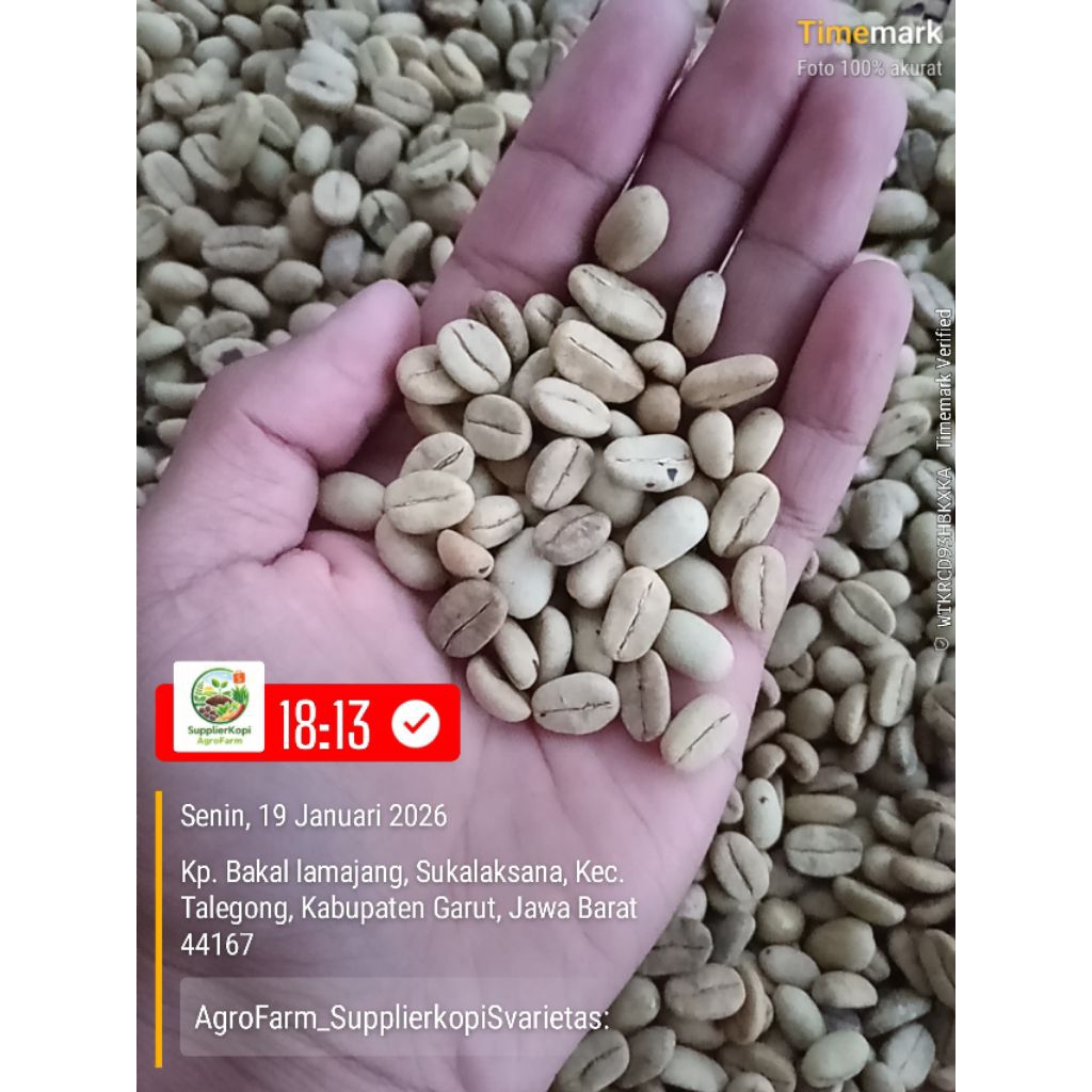 Gabah Kopi Kering | Parchment Arabika Berkualitas