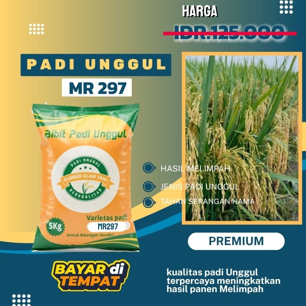 Bibit Padi MR 297 -5KG Original Varietas Padi Kokoh Tahan Rebah Hasil Optimal
