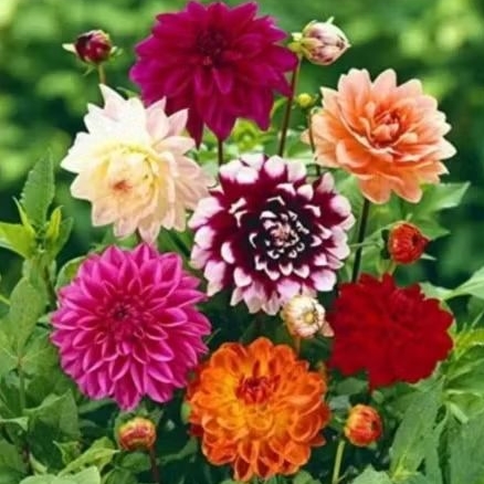 4 Biji/ Benih Bunga Dahlia