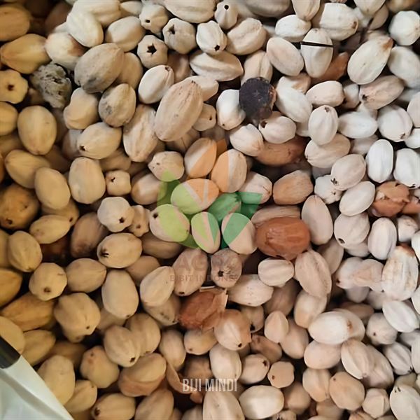 Benih Biji Pohon Mindi untuk Semai