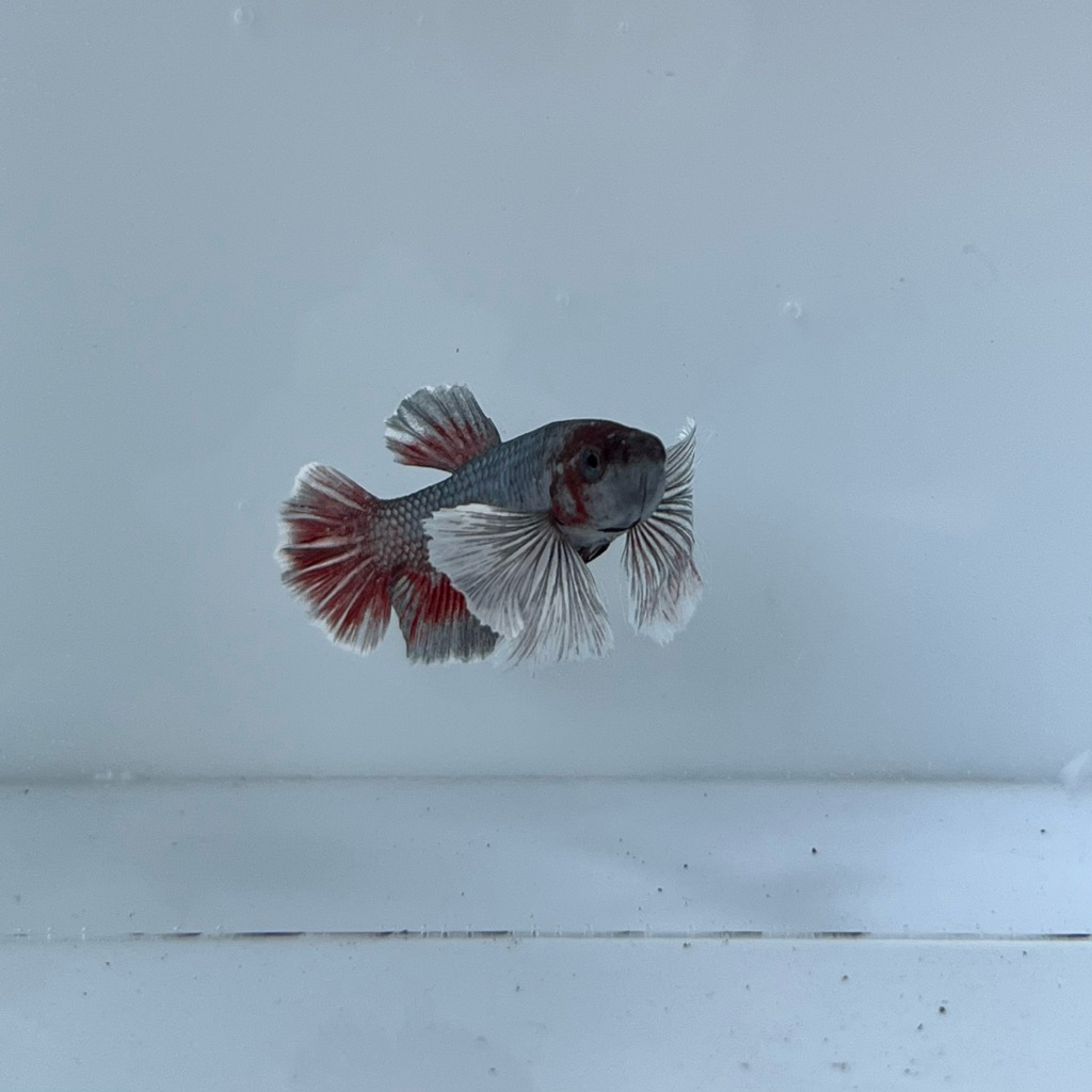 cupang plakat dumbo ear | cupang pkde | cupang hias dumbo ear