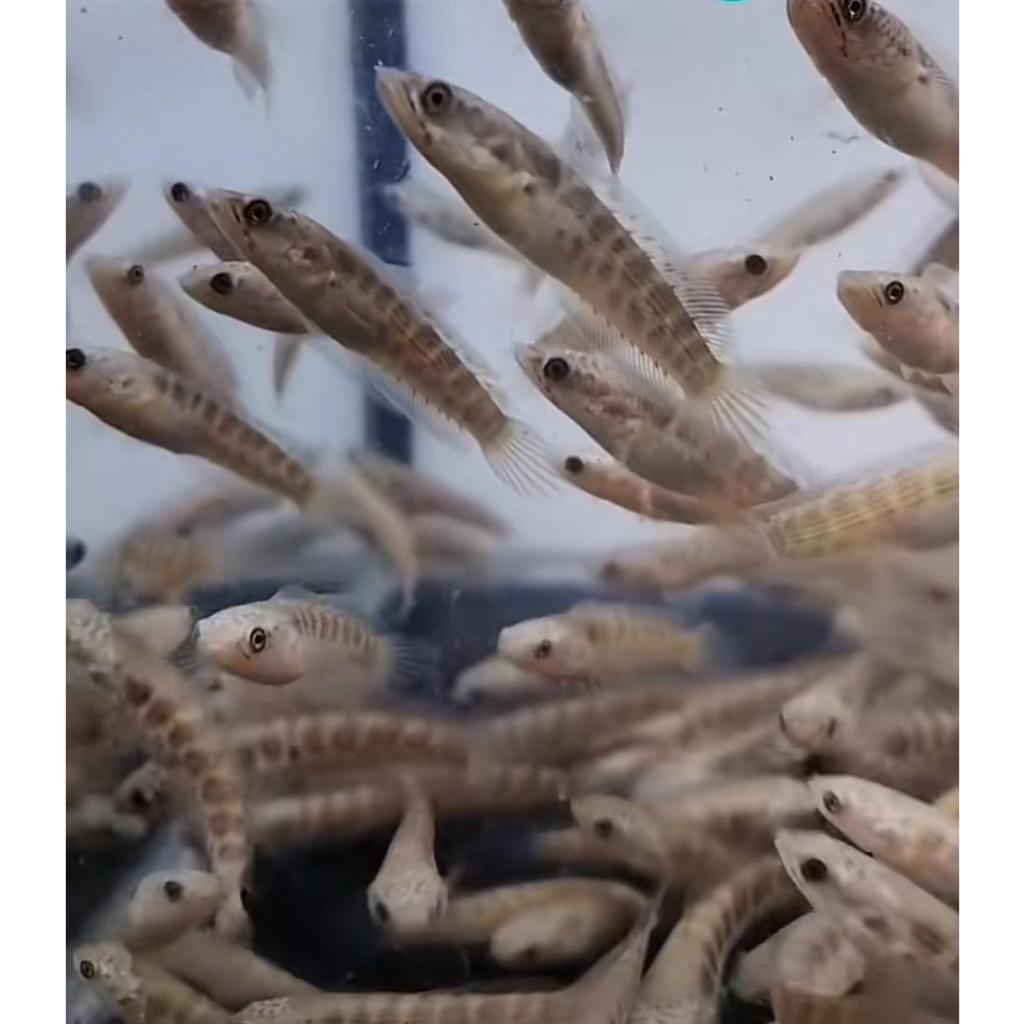 Auranti Maculata Calon Contest