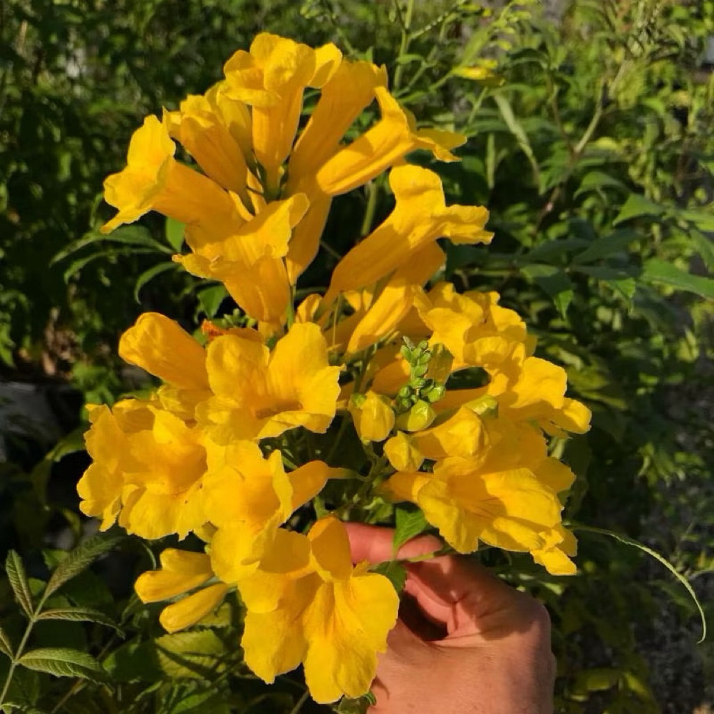 Tanaman bunga Tekomaria stans/bunga terompet kuning