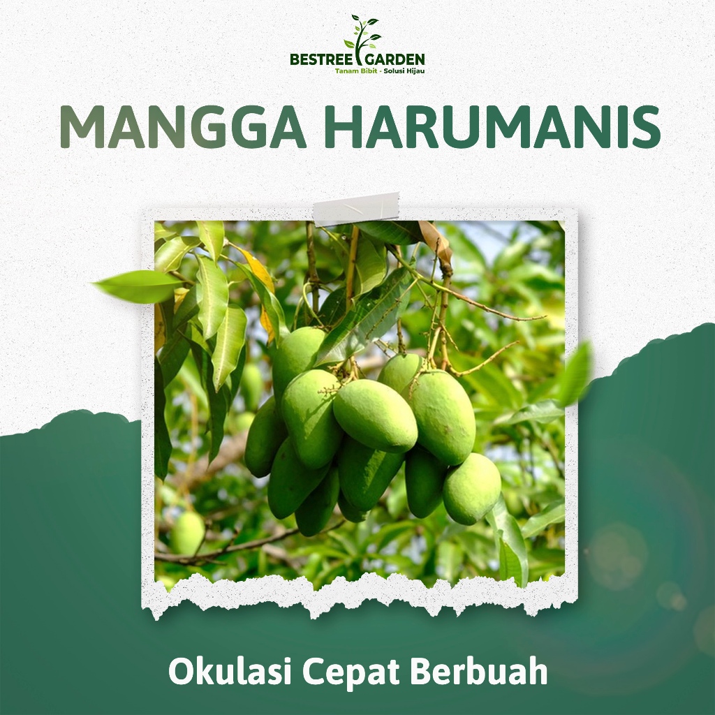 Bibit Mangga Arum Manis Mangga Harum Manis Okulasi