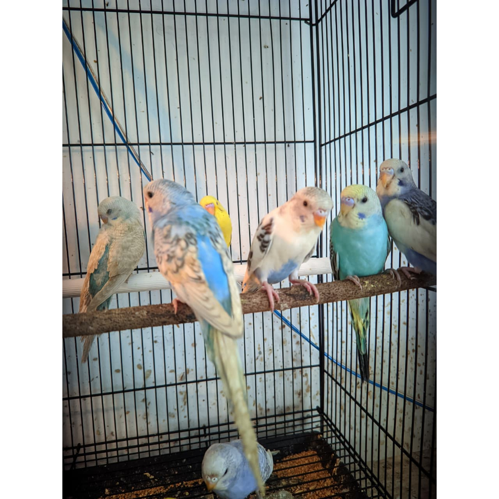 Burung parkit lokal Jantan Terawat Produktif