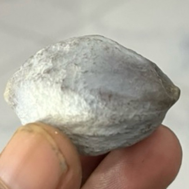 MUNCANG KEMIRI ADU JAWAAN SI JENONG