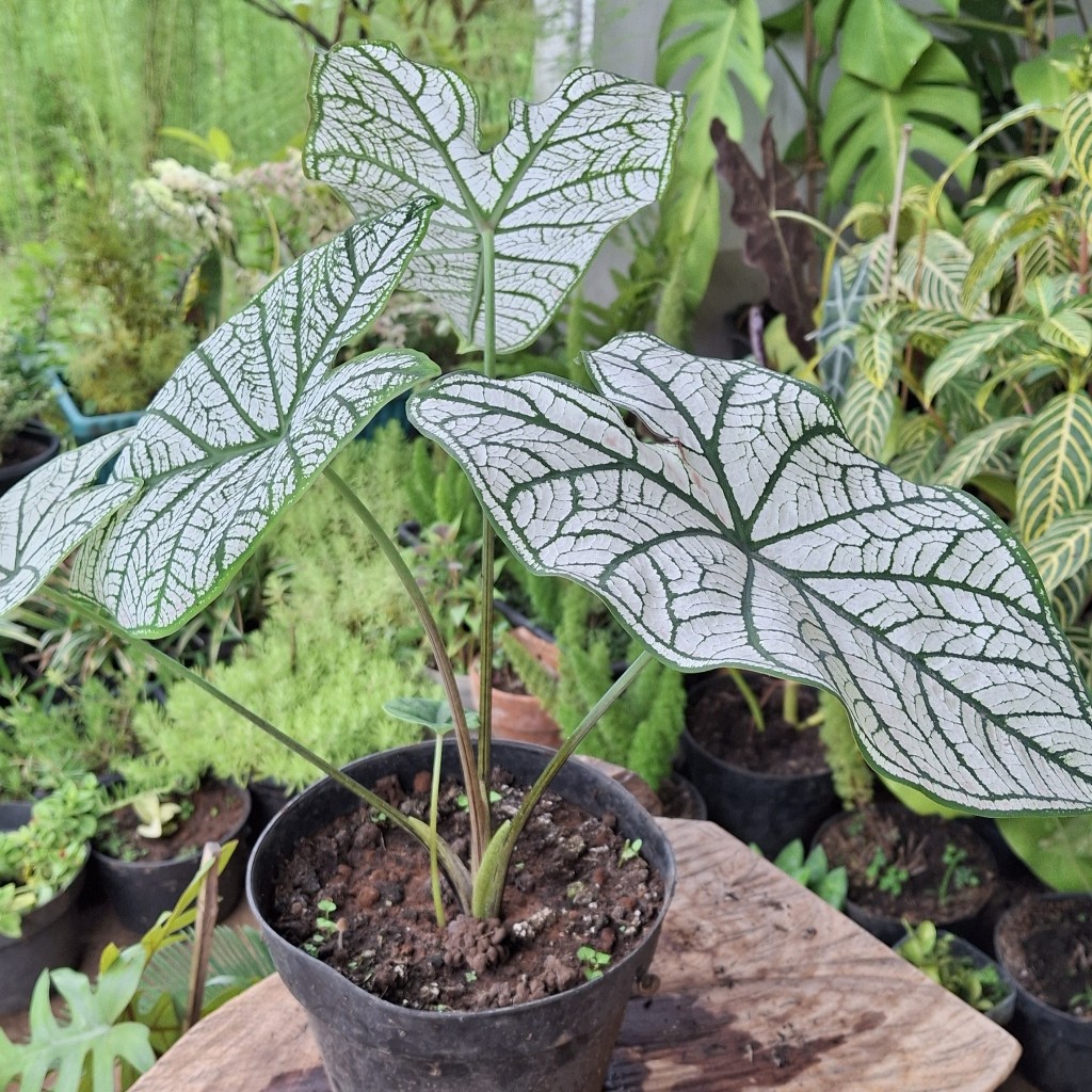 Tanaman Hias Caladium White / Keladi Putih / Angel Wings