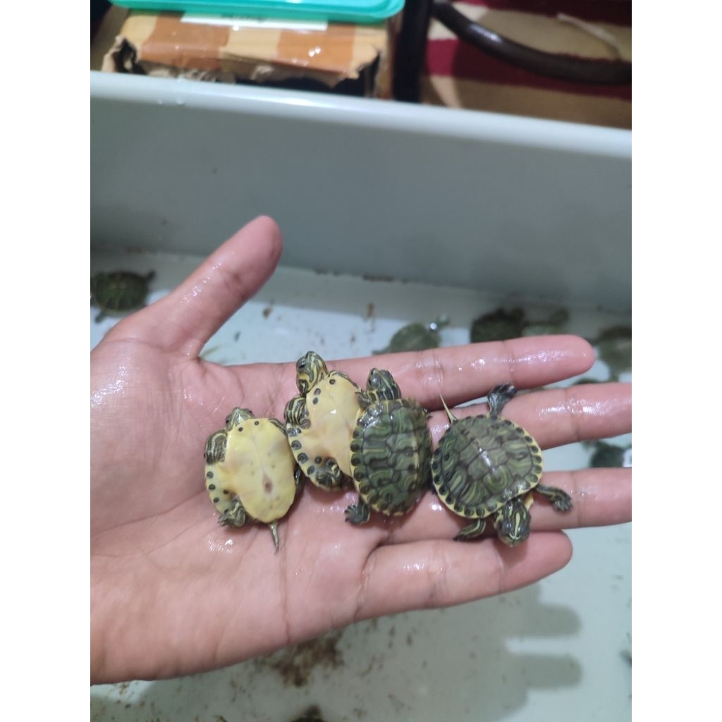 koleksi pajangan kura yellow belly GRADE A