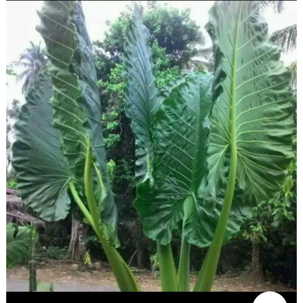 bibit talas / sente tanaman hiasan / pakan ikan GURAME LELE BAWAL MUJAIR DLL.