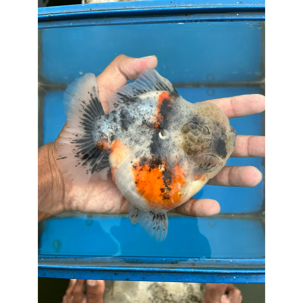 paket 3pcs koki pancawarna oranda josssjiss