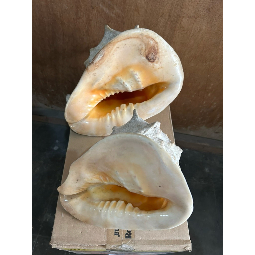 cangkang keong laut jumbo