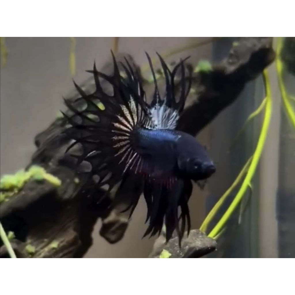 [COD] PROMO... CUPANG CT BLACK ORCHID/MASKOT/MUSTARD